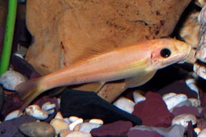 Gyrinocheilus aymonieri  - Golden algae eater - These are NOT the best algae eaters for small aquariums