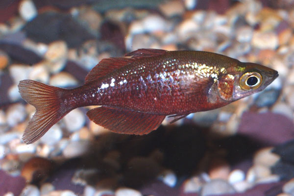 Rainbowfish like moderately hard alkaline water
