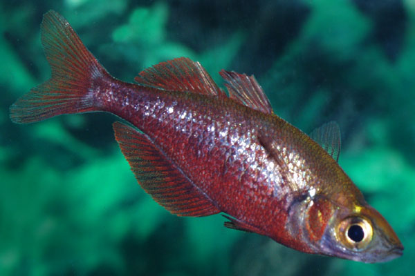 A young male - with salmon red coloration, but without the arched back of older fish